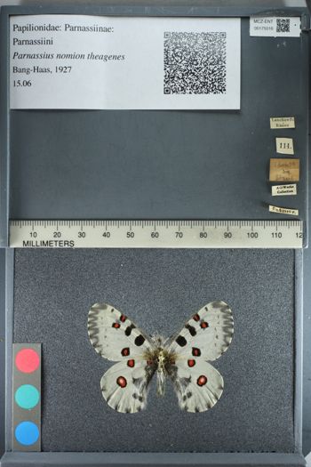 Media type: image;   Entomology 175016